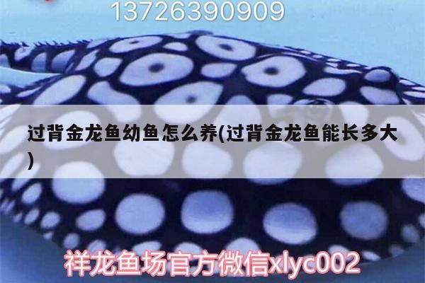 過背金龍魚幼魚怎么養(yǎng)(過背金龍魚能長(zhǎng)多大)