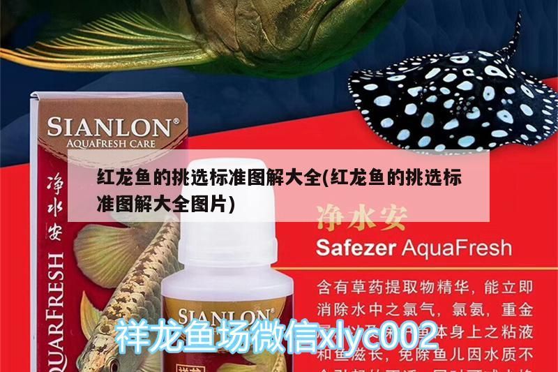 紅龍魚的挑選標(biāo)準(zhǔn)圖解大全(紅龍魚的挑選標(biāo)準(zhǔn)圖解大全圖片)