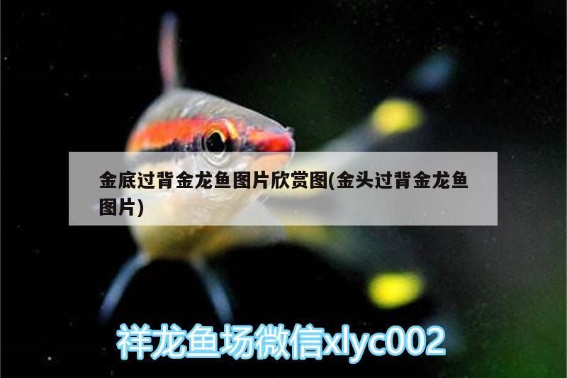 金底過背金龍魚圖片欣賞圖(金頭過背金龍魚圖片) 金龍魚百科 第3張 金底過背金龍魚圖片欣賞圖(金頭過背金龍魚圖片) 金底過背金龍魚圖片欣賞圖(金頭過背金龍魚圖片) 金龍魚百科 第3張