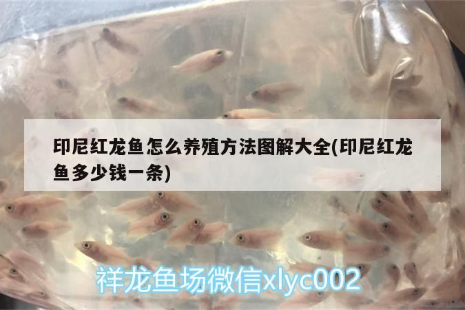 印尼紅龍魚怎么養殖方法圖解大全(印尼紅龍魚多少錢一條)