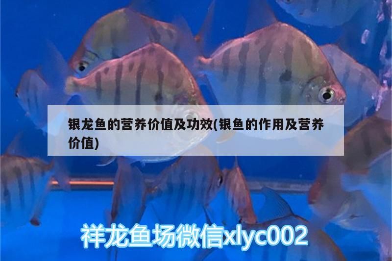 銀龍魚的營養價值及功效(銀魚的作用及營養價值)