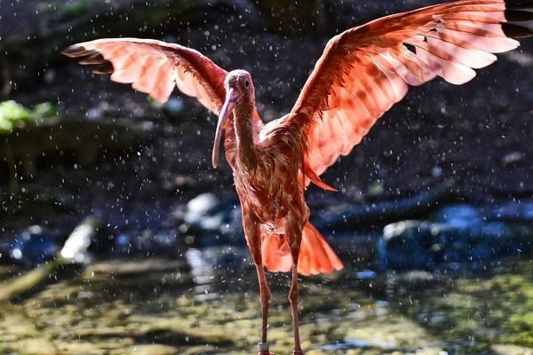 金龍魚的魚缸里的水23度7天能活嗎，金龍魚的魚缸里的水23度7天能活，金龍魚水溫波動影響