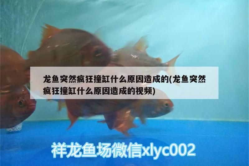 金龍魚評論(金龍魚新浪網)
