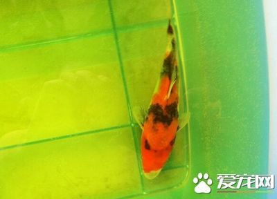 印尼大湖紅龍魚視頻大全（印尼大湖紅龍魚視頻大全圖片）