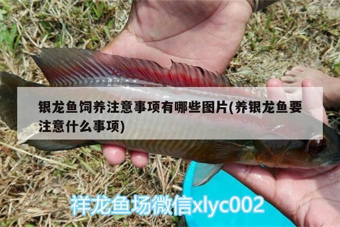 銀龍魚(yú)飼養(yǎng)注意事項(xiàng)有哪些圖片(養(yǎng)銀龍魚(yú)要注意什么事項(xiàng))