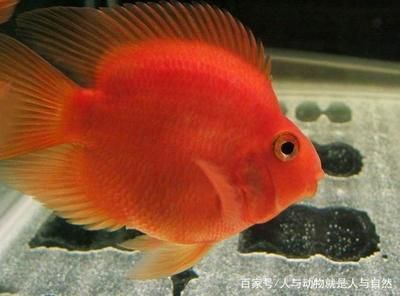 元寶鳳凰魚怎么養的好看圖片欣賞：元寶鳳凰魚怎么養的好看 元寶鳳凰魚怎么養的好看圖片欣賞：元寶鳳凰魚怎么養的好看 元寶鳳凰魚百科 第4張