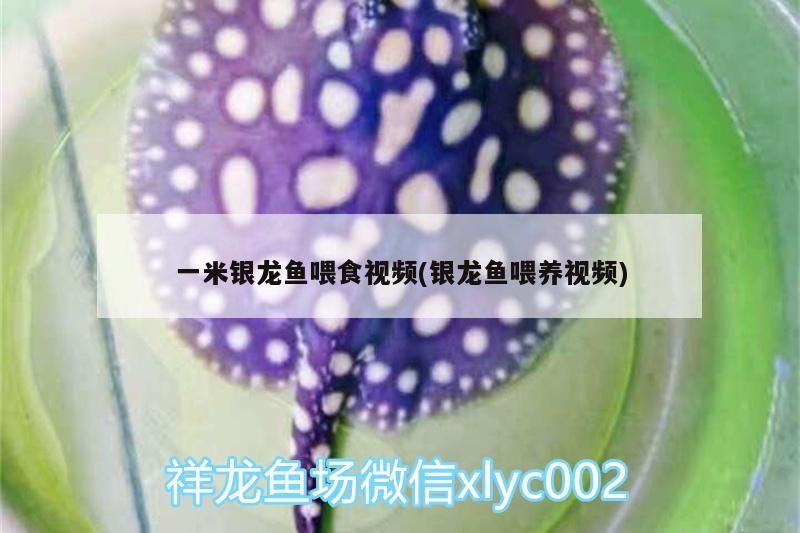 一米銀龍魚喂食視頻(銀龍魚喂養視頻) 銀龍魚百科 第3張 一米銀龍魚喂食視頻(銀龍魚喂養視頻) 一米銀龍魚喂食視頻(銀龍魚喂養視頻) 銀龍魚百科 第3張