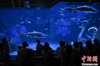 水族館在哪里？（南京水族館特色展覽介紹阿布扎比國家水族館互動體驗）