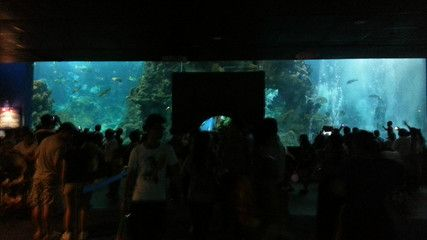水族館在哪里？（南京水族館特色展覽介紹阿布扎比國家水族館互動體驗）