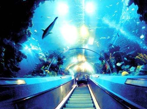 水族館在哪里？（南京水族館特色展覽介紹阿布扎比國家水族館互動體驗）