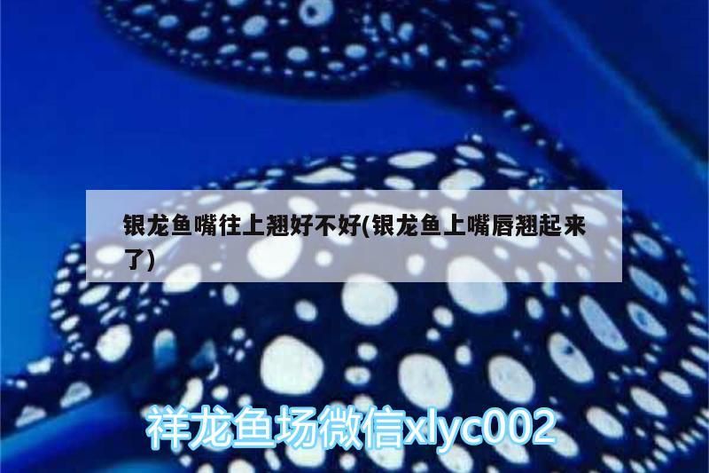 銀龍魚嘴往上翹好不好(銀龍魚上嘴唇翹起來了)