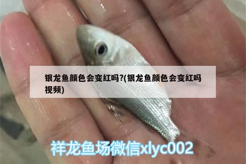 銀龍魚顏色會變紅嗎?(銀龍魚顏色會變紅嗎視頻) 銀龍魚顏色會變紅嗎?(銀龍魚顏色會變紅嗎視頻) 銀龍魚百科 第3張