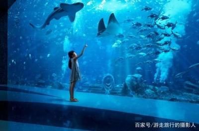水族館工作人員是多少工資（水族館工作人員工資待遇如何）