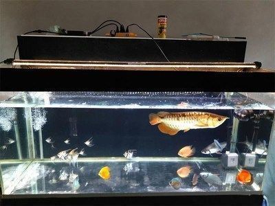 金龍魚總在魚缸角落里，為什么金龍魚總在魚缸角落里