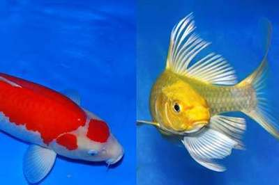 印尼紅龍魚怎么養(yǎng)活圖解大全圖片(印尼大湖紅龍魚幼魚圖片)