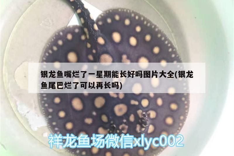 銀龍魚嘴爛了一星期能長好嗎圖片大全(銀龍魚尾巴爛了可以再長嗎)