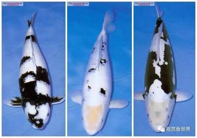 銀龍魚嘴爛了一星期能長好嗎圖片大全(銀龍魚尾巴爛了可以再長嗎)