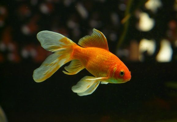龍魚鱗片脫落后，是否能自愈取決于多種因素，如何判斷龍魚掉鱗是否嚴重？