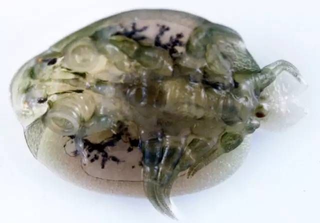 金龍魚主食吃什么食物好一點呢