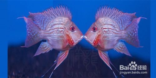 元寶鳳凰魚吃蝦肉：元寶鳳凰魚可以吃蝦肉嗎，