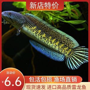 除了熱帶魚其它有啥好看的觀賞魚（溫帶淡水觀賞魚品種繁多，適合在家中飼養的觀賞魚）