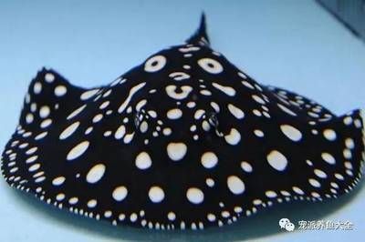 魟和蝠鲼的區(qū)別：蝠鲼和魟魚(yú)的區(qū)別