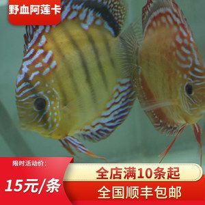 除了熱帶魚其它有啥好看的觀賞魚（溫帶淡水觀賞魚品種繁多，適合在家中飼養的觀賞魚）