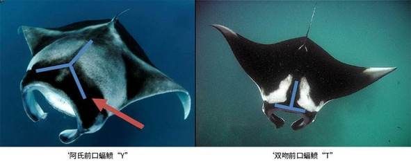 魟和蝠鲼的區(qū)別：蝠鲼和魟魚(yú)的區(qū)別