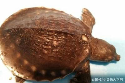 豬鼻龜產卵視頻大全播放：豬鼻龜產卵視頻大全
