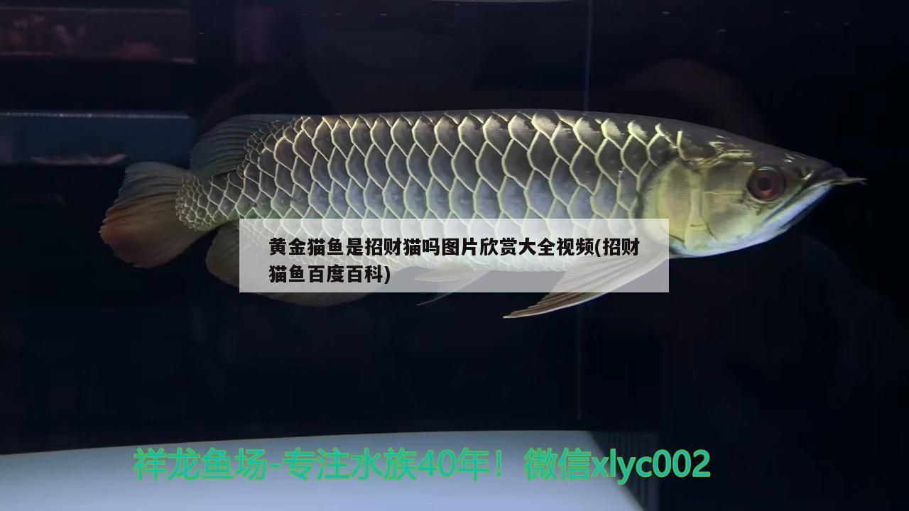 黃金貓魚是招財貓嗎圖片欣賞大全視頻(招財貓魚百度百科)