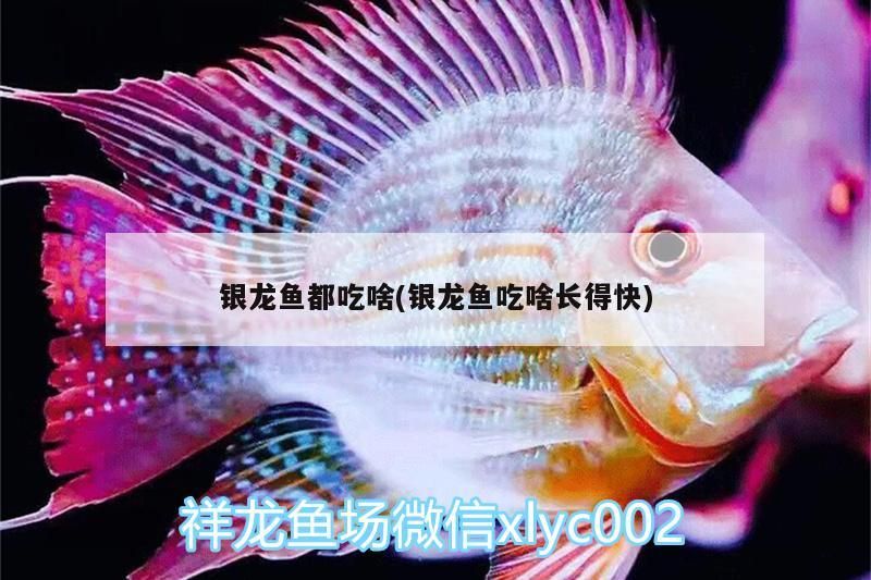 銀龍魚都吃啥(銀龍魚吃啥長(zhǎng)得快)