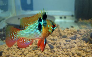 元寶鳳凰魚養殖密度標準：元寶鳳凰魚養殖密度應該控制在每平方米不超過一定數量的魚