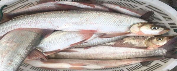 白魚刺多嗎（白鰱魚和其他一些淡水魚類的刺數量相對較多）