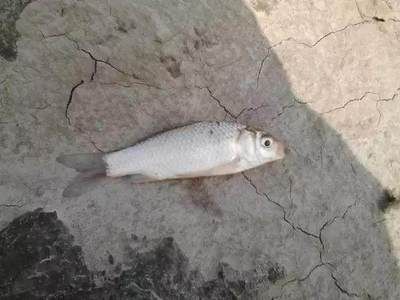 白魚刺多嗎（白鰱魚和其他一些淡水魚類的刺數量相對較多）