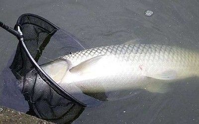 白魚刺多嗎（白鰱魚和其他一些淡水魚類的刺數量相對較多）