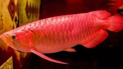 龍魚老頭魚怎么分辨，如何判斷龍魚的年齡？