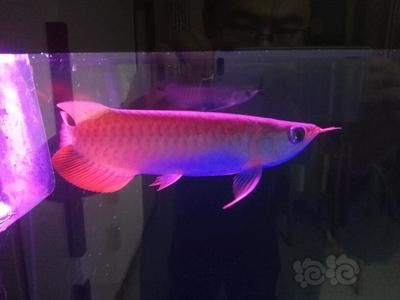 龍魚老頭魚怎么分辨，如何判斷龍魚的年齡？