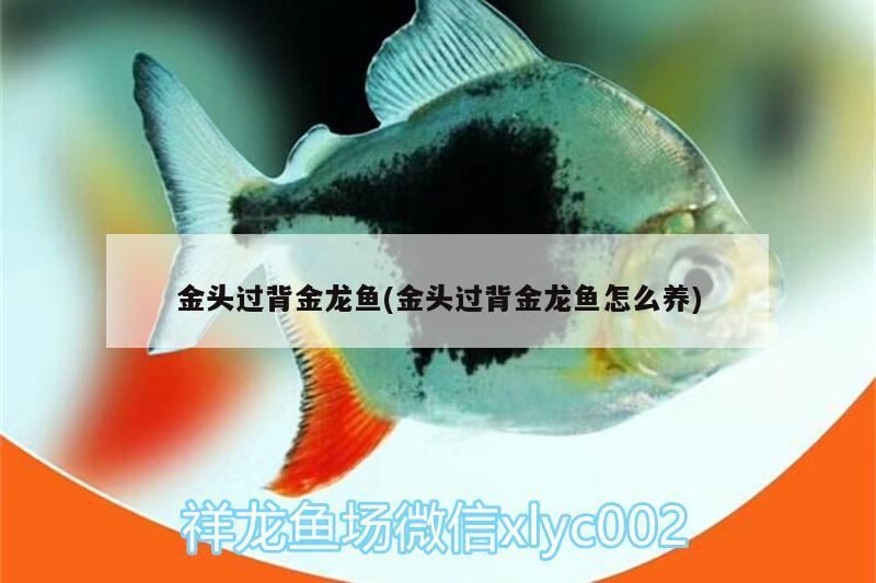 金頭過背金龍魚(金頭過背金龍魚怎么養)