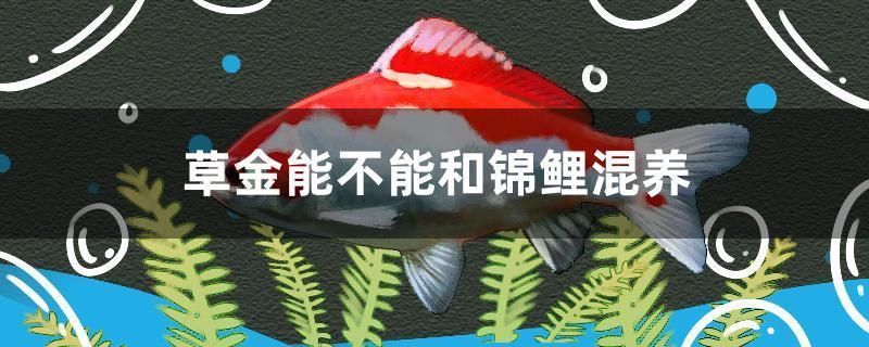 草金能不能和錦鯉混養
