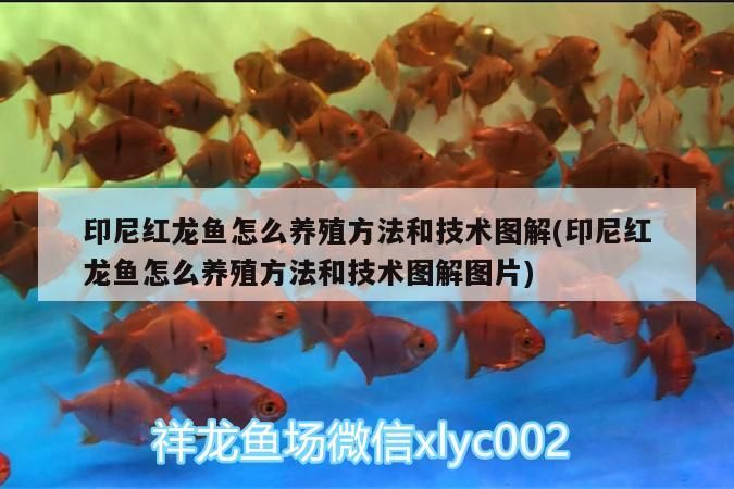 印尼紅龍魚怎么養殖方法和技術圖解(印尼紅龍魚怎么養殖方法和技術圖解圖片)