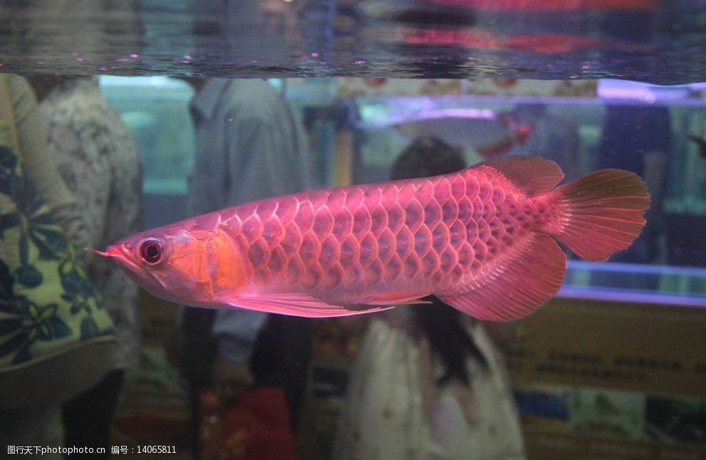 大湖紅龍魚對比印尼紅龍魚哪個貴一點：大湖紅龍魚和印尼紅龍魚哪個貴一點 大湖紅龍魚對比印尼紅龍魚哪個貴一點：大湖紅龍魚和印尼紅龍魚哪個貴一點 大湖紅龍魚百科 第4張