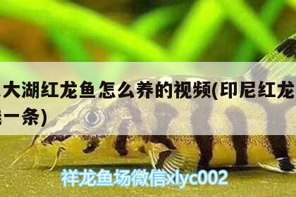 印尼大湖紅龍魚怎么養(yǎng)的視頻(印尼紅龍魚多少錢一條)