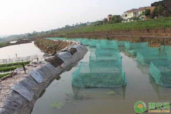 金老虎魚養殖成本分析，金老虎魚養殖成本分析摘要：金老虎魚養殖成本分析