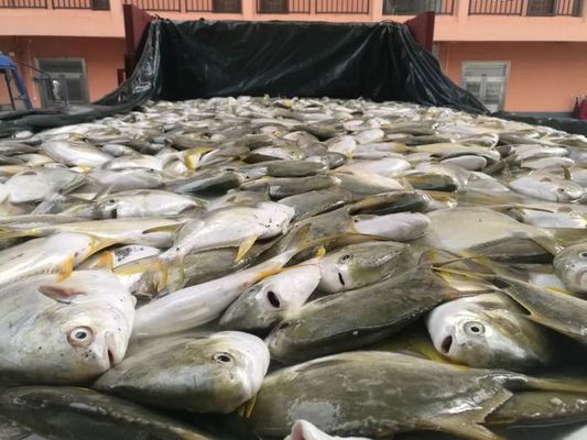 金老虎魚養殖成本分析，金老虎魚養殖成本分析摘要：金老虎魚養殖成本分析
