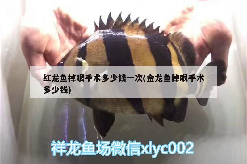 紅龍魚掉眼手術多少錢一次(金龍魚掉眼手術多少錢)