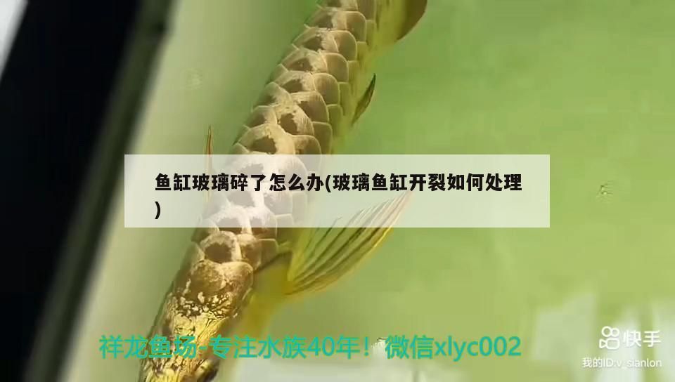 魚缸玻璃碎了怎么辦(玻璃魚缸開裂如何處理)