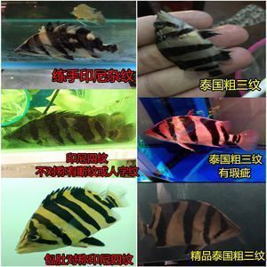 三紋虎魚水質檢測頻率，三紋虎魚水質檢測頻率的詳細信息