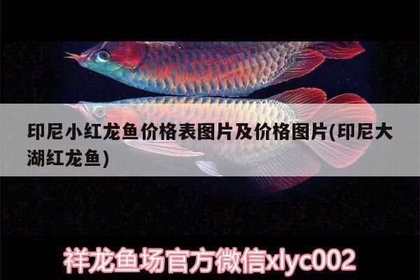 印尼小紅龍魚價格表圖片及價格圖片(印尼大湖紅龍魚)