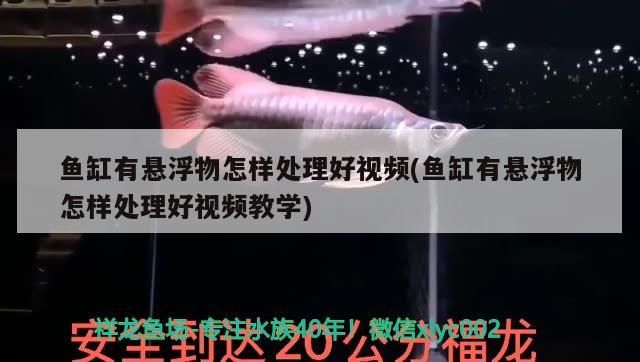 魚缸有懸浮物怎樣處理好視頻(魚缸有懸浮物怎樣處理好視頻教學(xué))