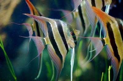 魚缸清潔用具怎么用圖解視頻講解(魚缸清洗方法大全詳解視頻教程)